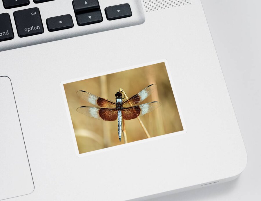 Nature Sticker featuring the photograph Dragonfly on Reed by Sheila Brown