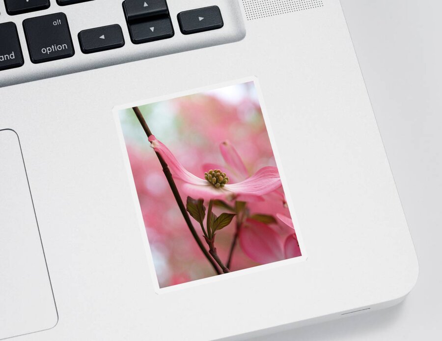 Flowers Sticker featuring the photograph Dreamy Pink Blossoms by Dorothy Lee