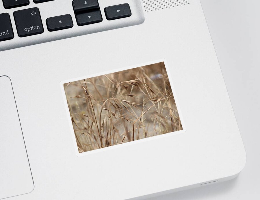 Honey Brown Grass Sticker featuring the photograph Dried Wheat Grass in SoCal Sun by Colleen Cornelius