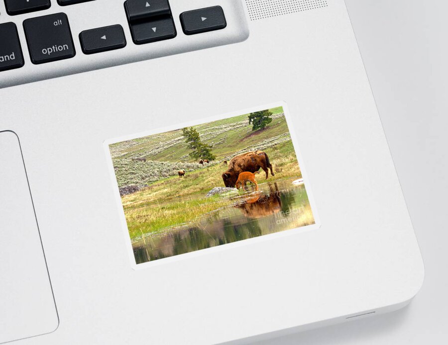 Bison Sticker featuring the photograph Drinking Apart From The Herd by Adam Jewell