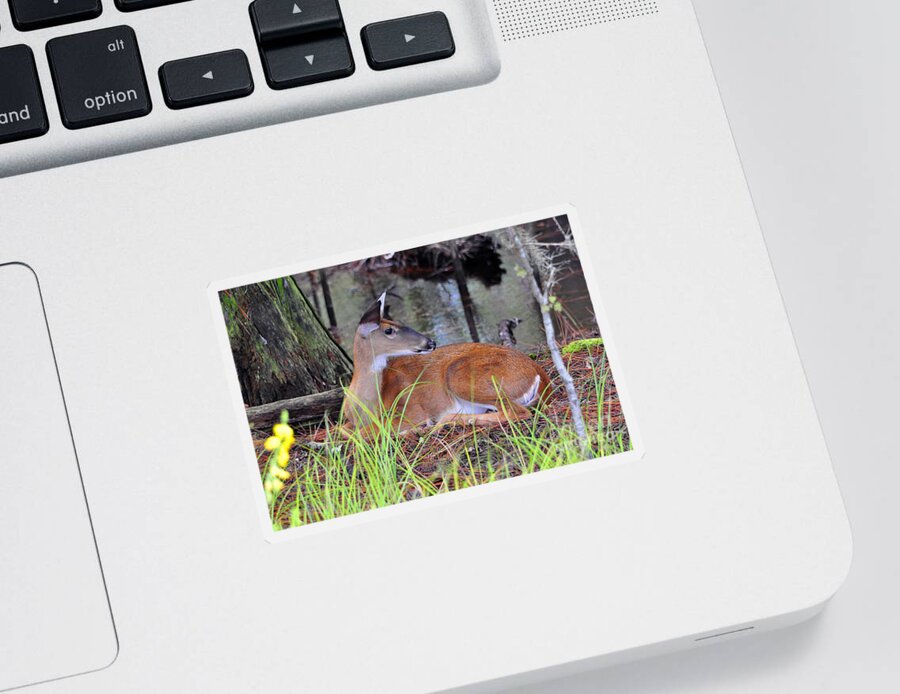 Deer Sticker featuring the photograph Drowsy Deer by Al Powell Photography USA