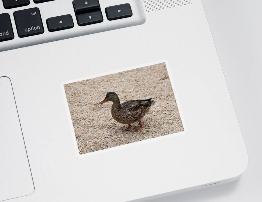 Duck Sticker featuring the photograph Duck 2 by Christy Pooschke