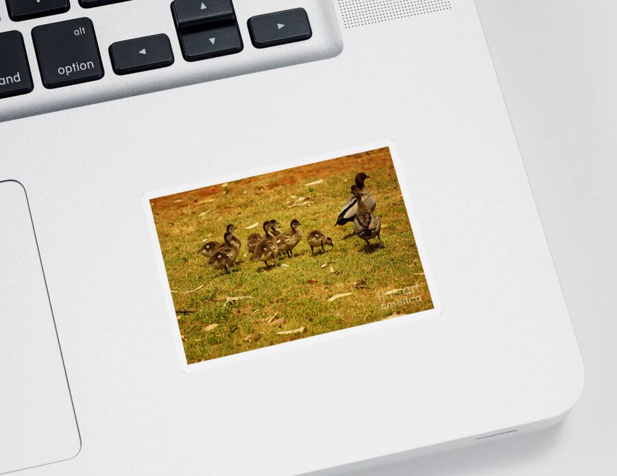 Duck Sticker featuring the photograph Duck Family I by Cassandra Buckley