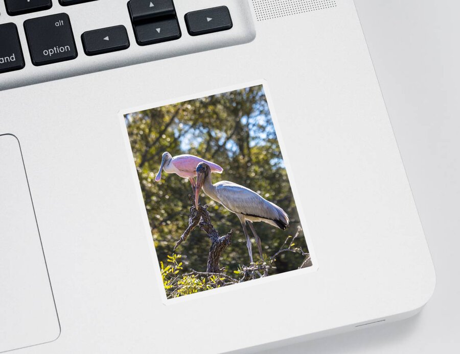 Roseate Spoonbill Sticker featuring the photograph Dynamic Duo by Patricia Schaefer