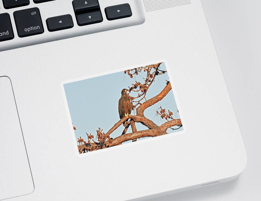  Sticker featuring the photograph E10 on cam 2 tree by Liz Grindstaff