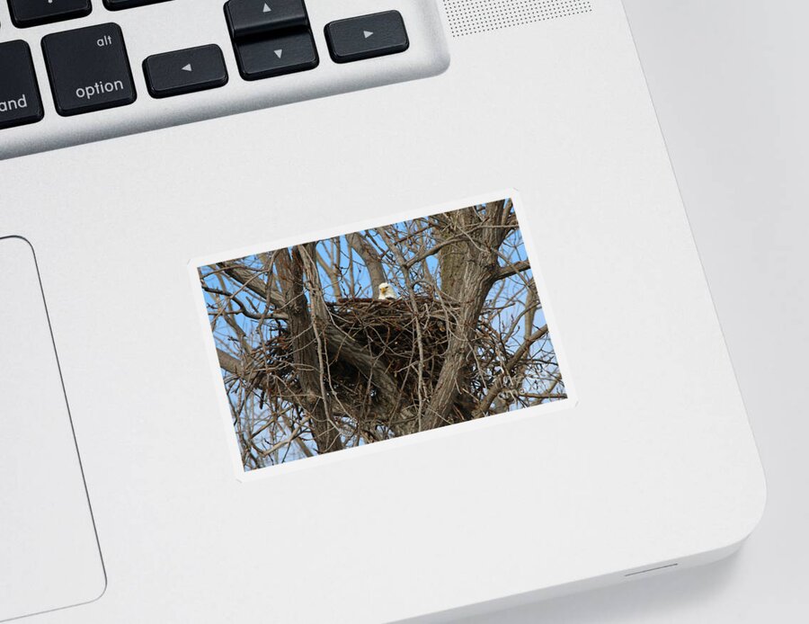Jack Schultz Photography Sticker featuring the photograph Eagle on Nest 2333 by Jack Schultz