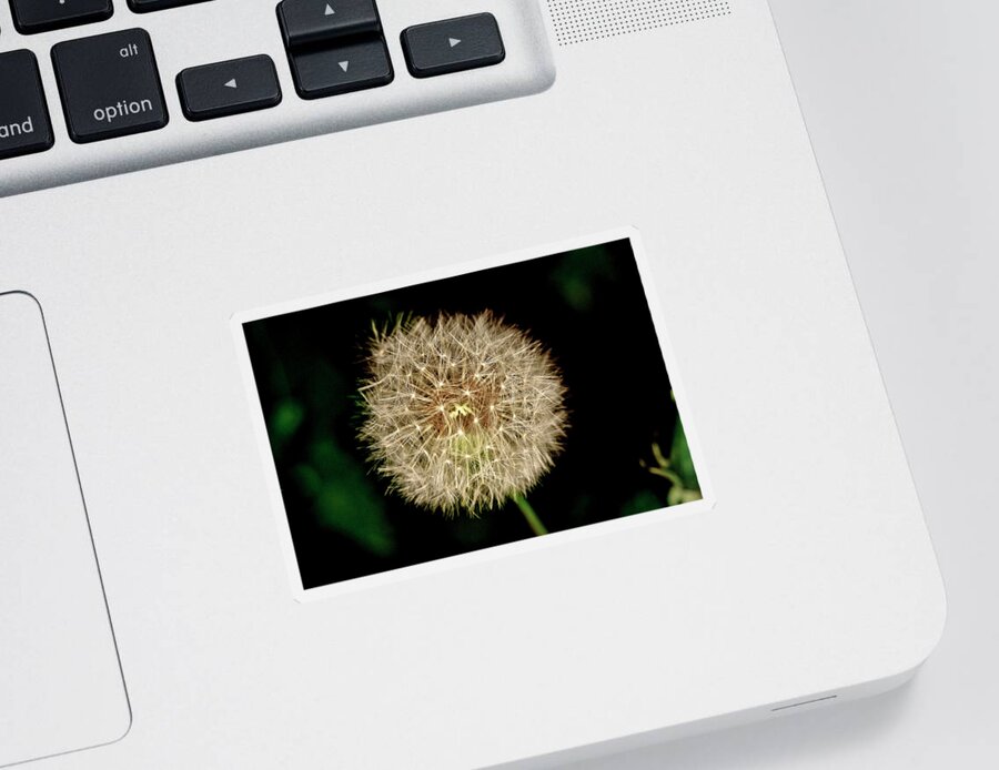 Dandelion Sticker featuring the photograph Early in the morning. by Elena Perelman