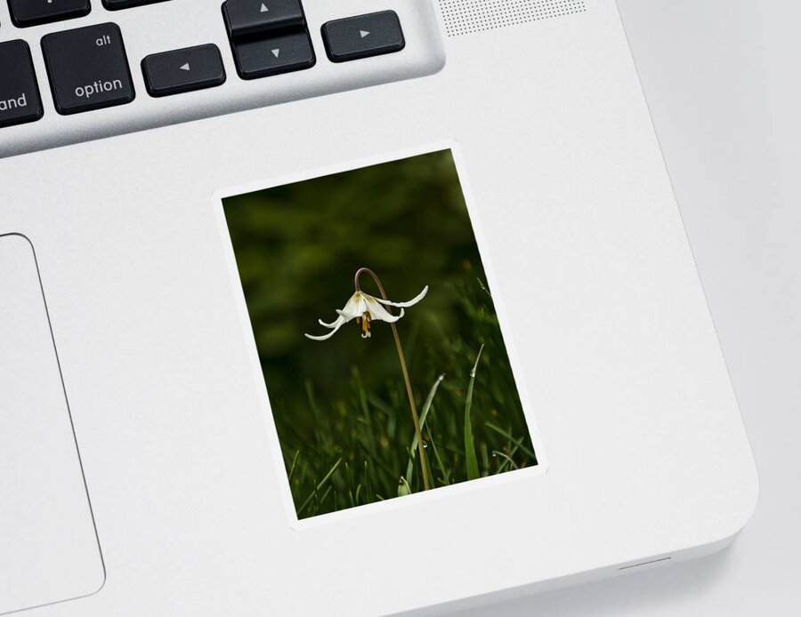 Easter Lilies Sticker featuring the photograph Easter Lily Flower by Marilyn Wilson