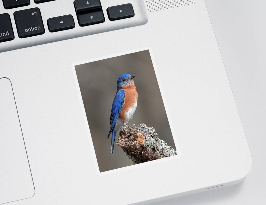 Nature Sticker featuring the photograph Eastern Bluebird DSB0291 by Gerry Gantt