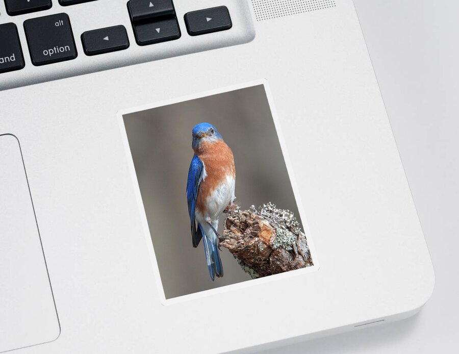 Nature Sticker featuring the photograph Eastern Bluebird DSB0300 by Gerry Gantt