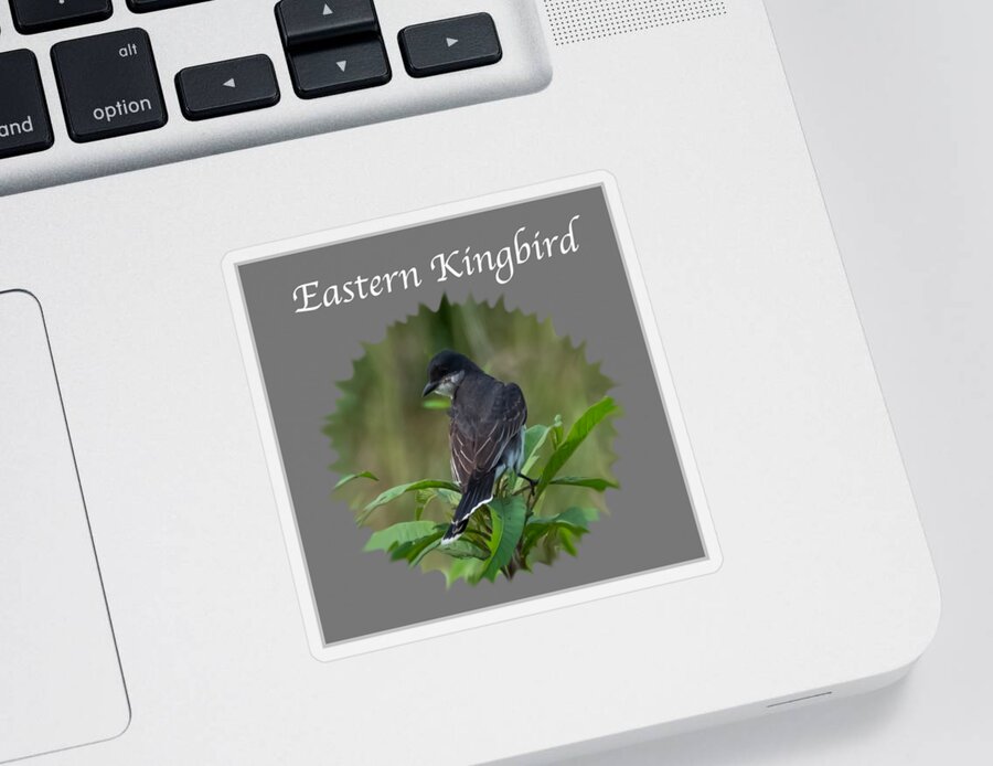Eastern Kingbird Sticker featuring the photograph Eastern Kingbird by Holden The Moment