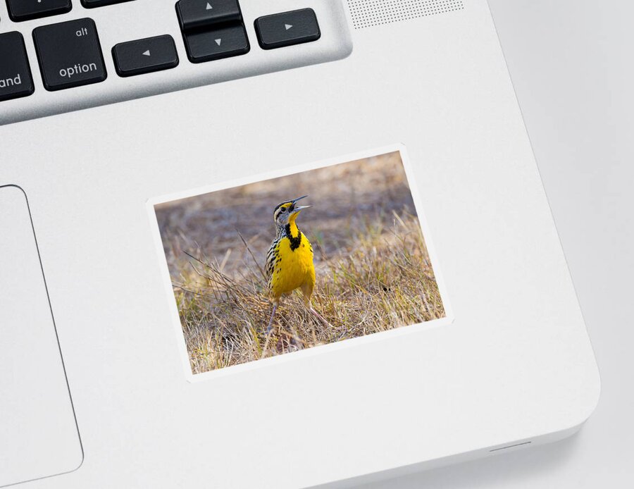 Fauna Sticker featuring the photograph Eastern Meadowlark by B.G. Thomson