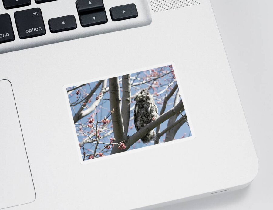 Eastern Screech Owl 3 Sticker featuring the photograph Eastern Screech Owl 3 by Tracy Winter