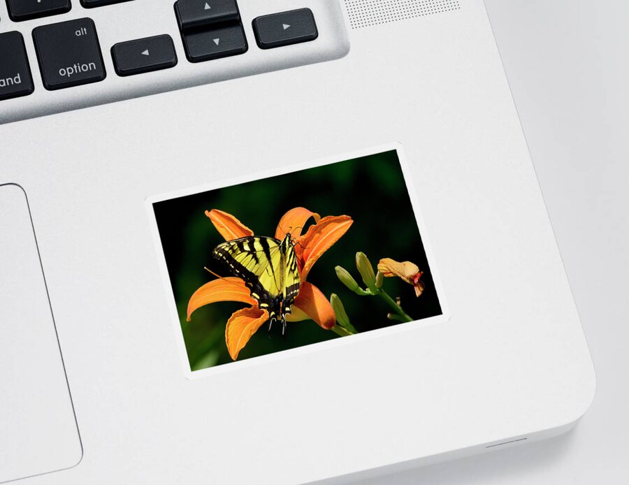 Butterfly Sticker featuring the photograph Swallowtail Butterfly On Orange Lily by Christina Rollo