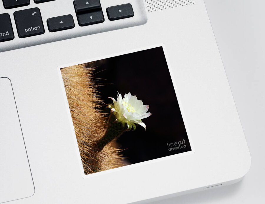 Cactus In Flower Sticker featuring the photograph Echinopsis atacamensis Cactus Flower by James Brunker