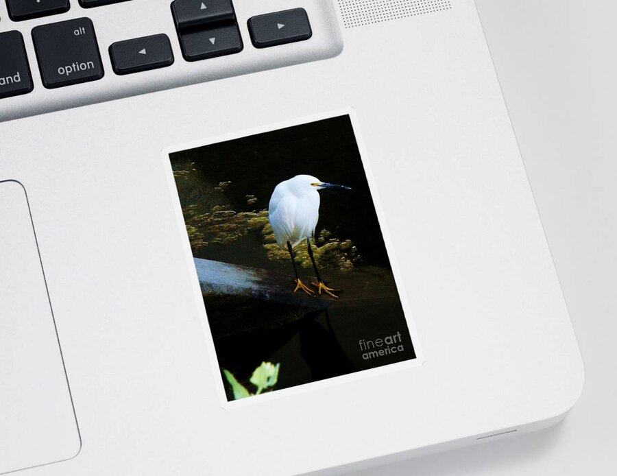 Egrets Sticker featuring the photograph Egret by Daniele Smith