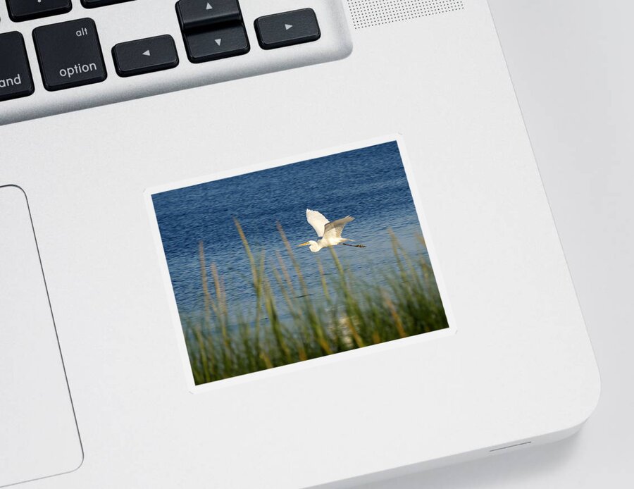 Richard Reeve Sticker featuring the photograph Egret in Flight by Richard Reeve