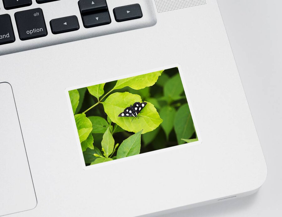 Butterfly Sticker featuring the photograph Eight Spotted Forester Moth by Christina Rollo