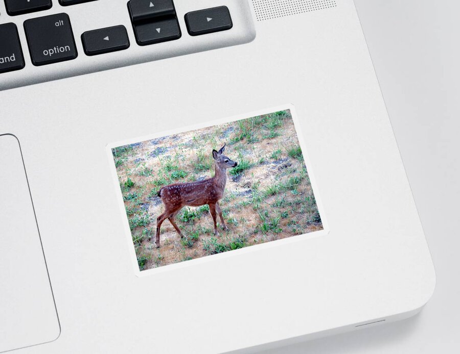 Deer Sticker featuring the photograph El Sobrante Fawn Two by Joyce Dickens