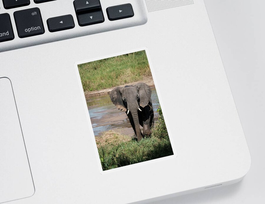 Africa Sticker featuring the photograph Elephant at the River by Mary Lee Dereske