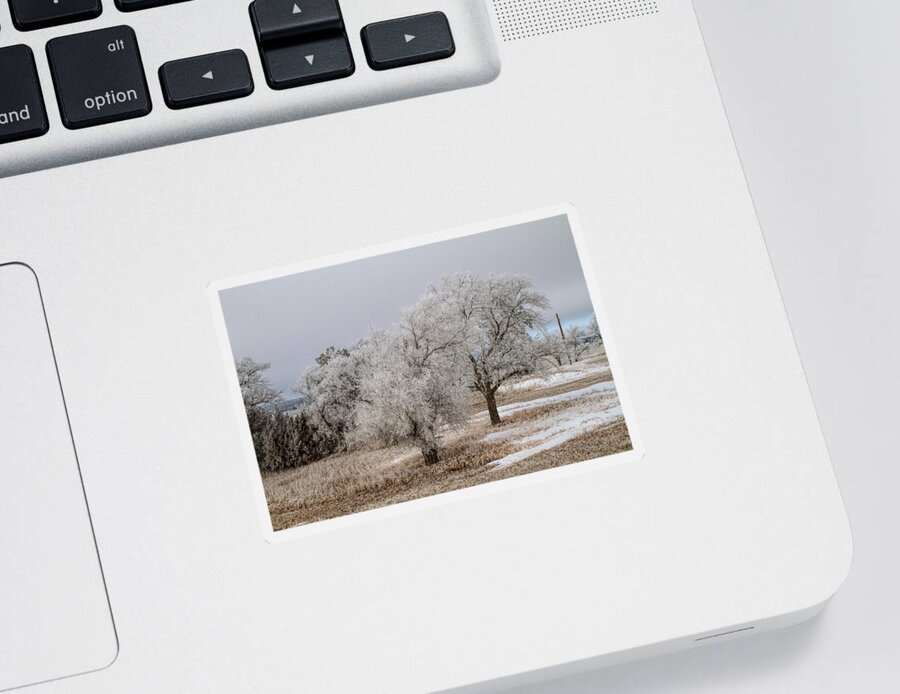 Elm Tree Sticker featuring the photograph Elm Frosting by Alana Thrower