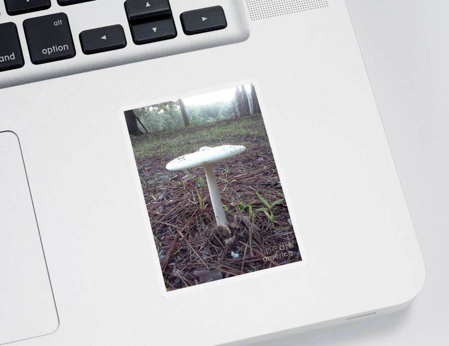 Mushroom Sticker featuring the photograph Enchanted by Pamela Henry