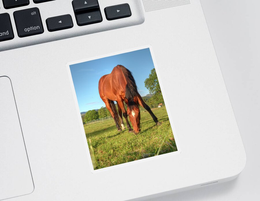 Equine Sticker featuring the photograph Equine Beauty 0069 by Kristina Rinell