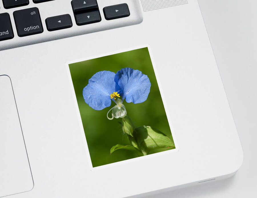 Nature Sticker featuring the photograph Erect Dayflower DSMF0300 by Gerry Gantt