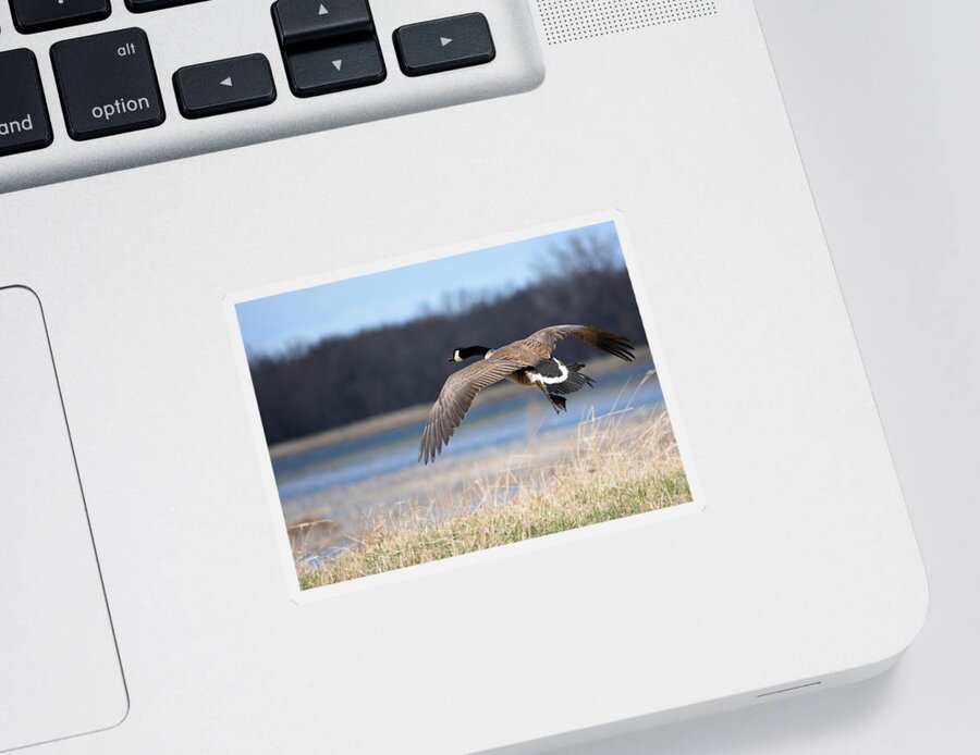 Goose Sticker featuring the photograph Escape by Bonfire Photography