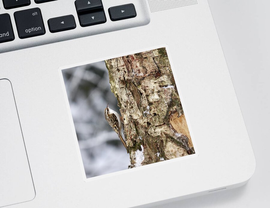 Lehtokukka Sticker featuring the photograph Eurasian treecreeper 7 by Jouko Lehto