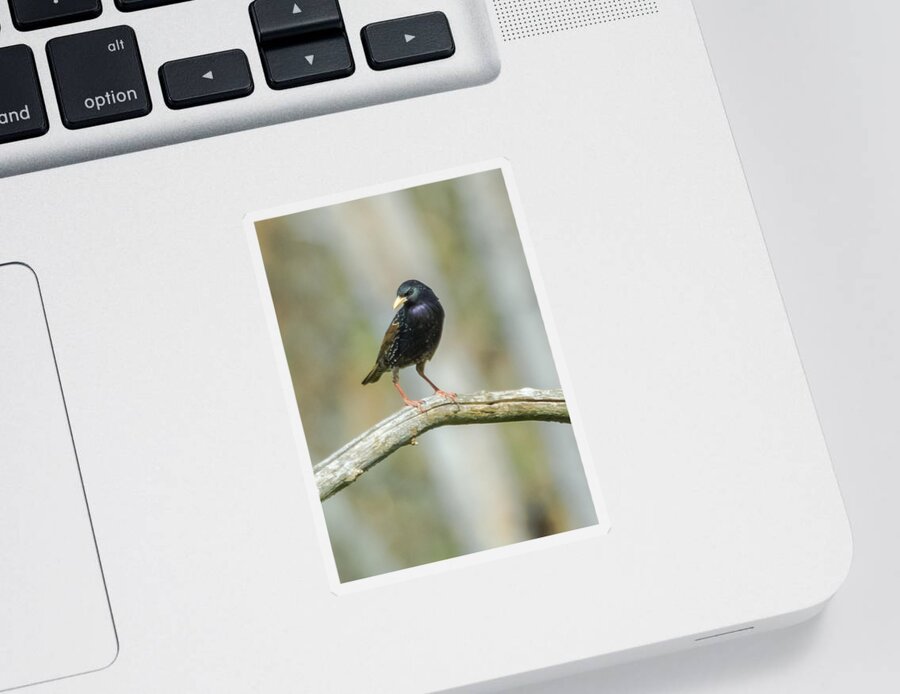 European Starling Sticker featuring the photograph European Starling by Holden The Moment