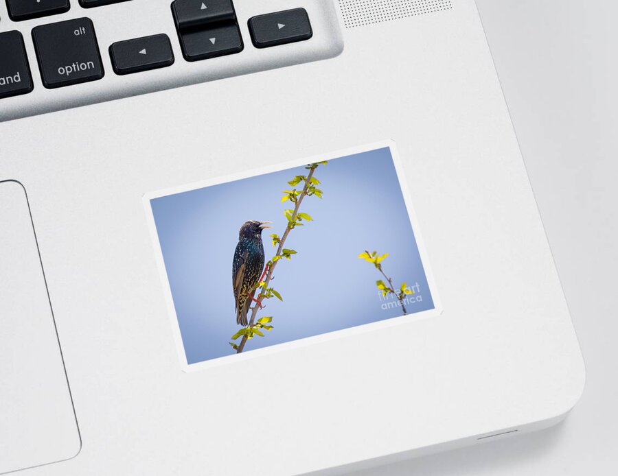 Animalia Sticker featuring the photograph European Starling by Jivko Nakev