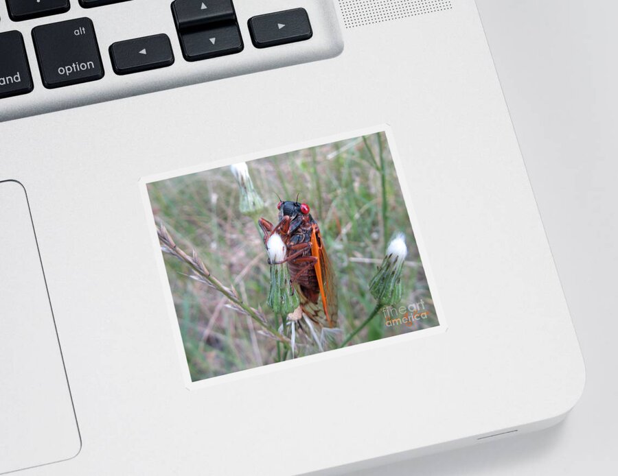 Insect Sticker featuring the photograph Every Thirteen Years by Donna Brown
