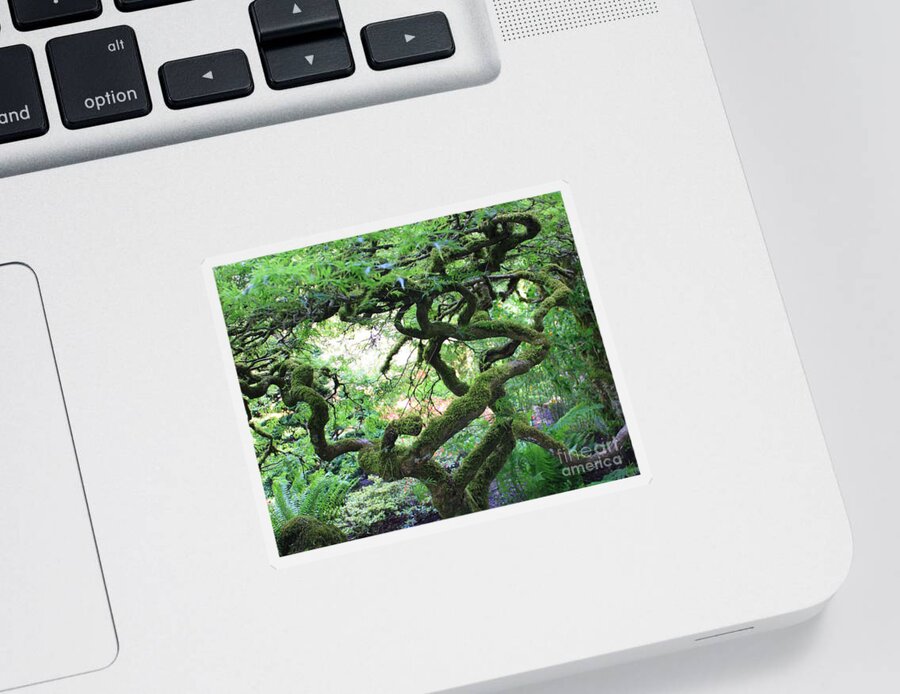 Crooked Tree Sticker featuring the photograph Every Which Way by Carol Groenen