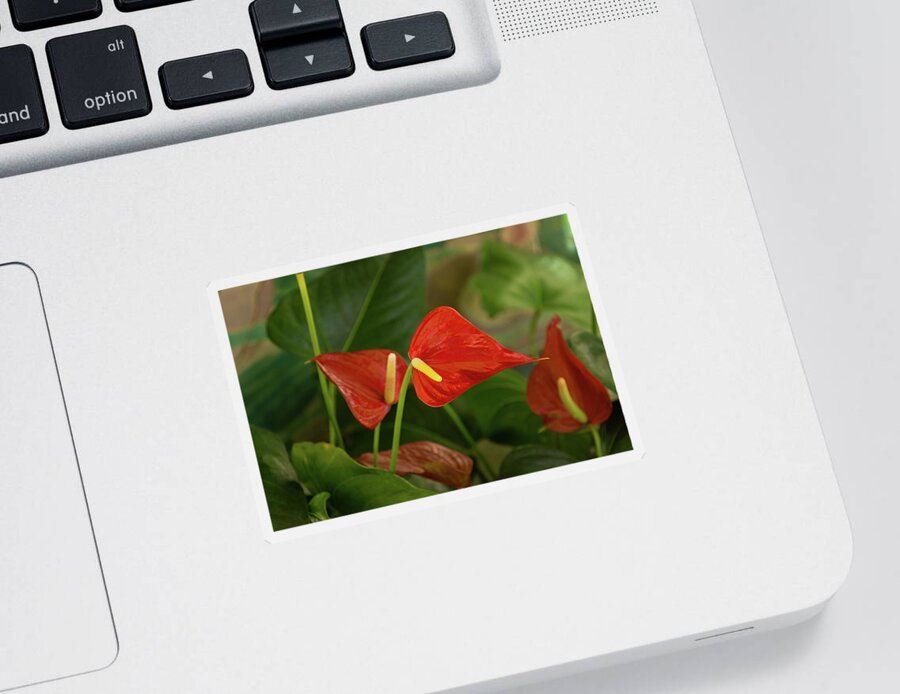 Georgia Mizuleva Sticker featuring the photograph Exotic Tropical Dream Garden - Hot Red Hearts and Lush Greens by Georgia Mizuleva