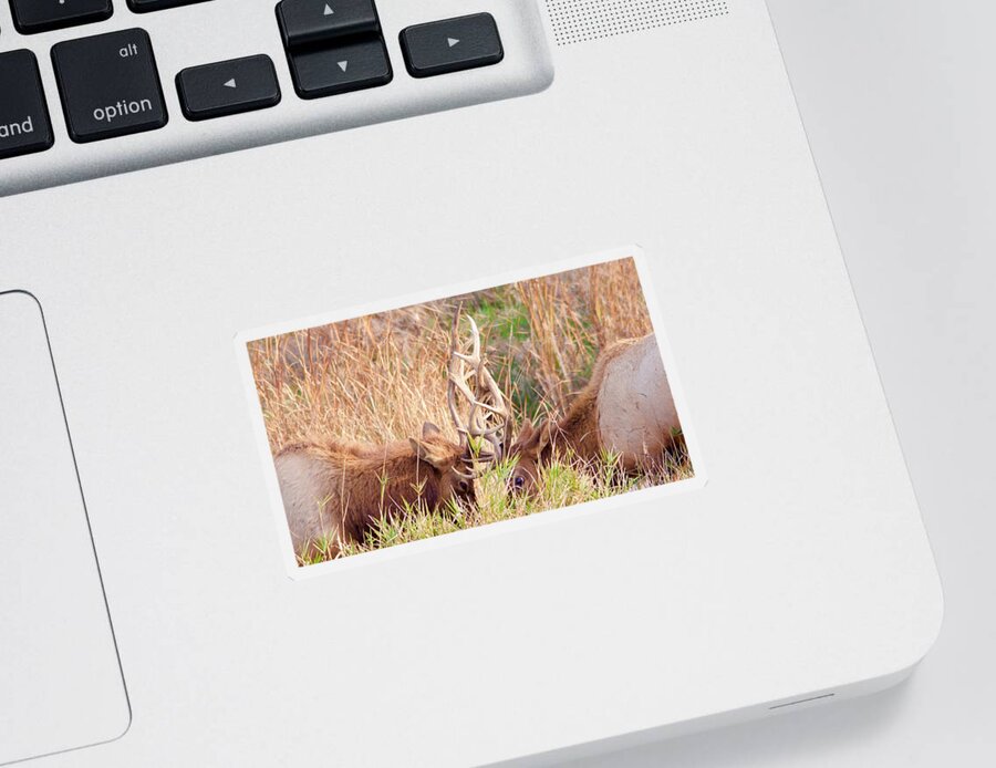 Elk Sticker featuring the photograph Face Off by Todd Kreuter