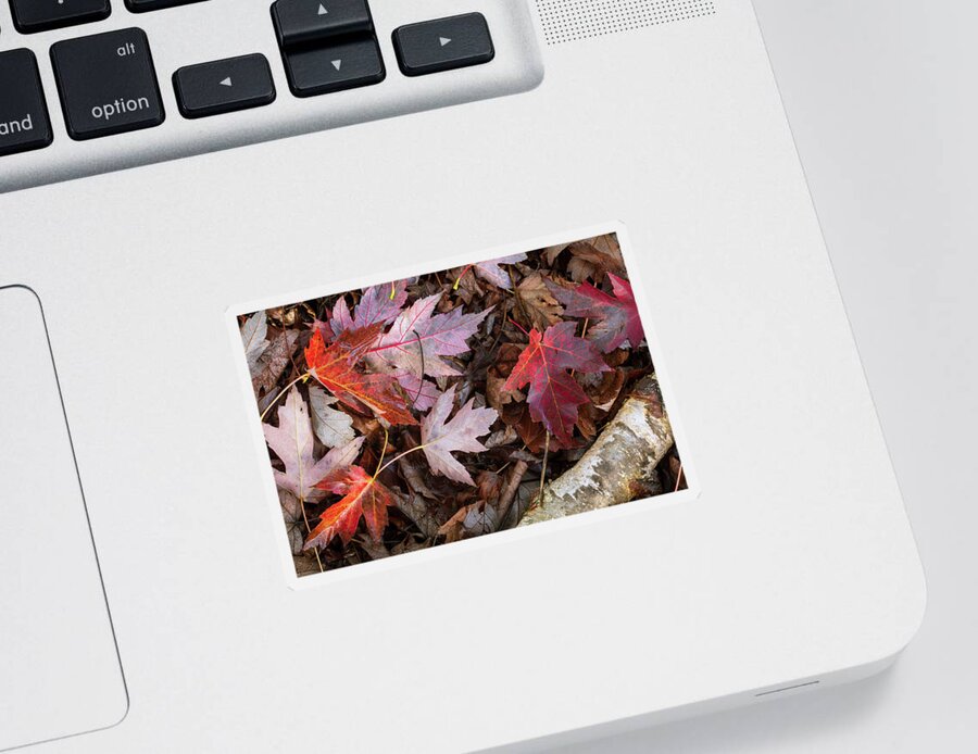 Nature Photography Sticker featuring the photograph Fall Carpet by Catherine Avilez