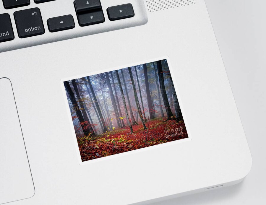 Forest Sticker featuring the photograph Fall forest in fog by Elena Elisseeva