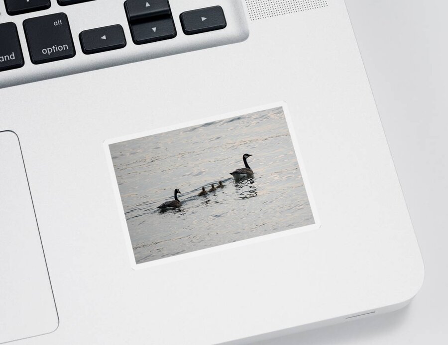 Goose Sticker featuring the photograph Family of Canada Geese on the Ohio River by Holden The Moment