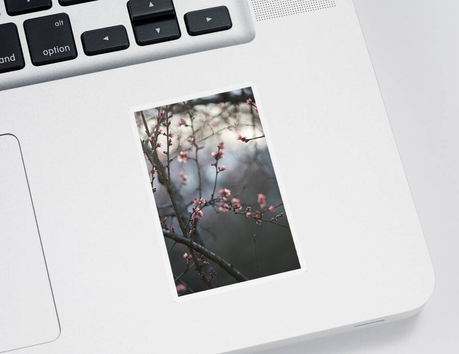 Blossoms Sticker featuring the photograph Favorite by Lara Morrison