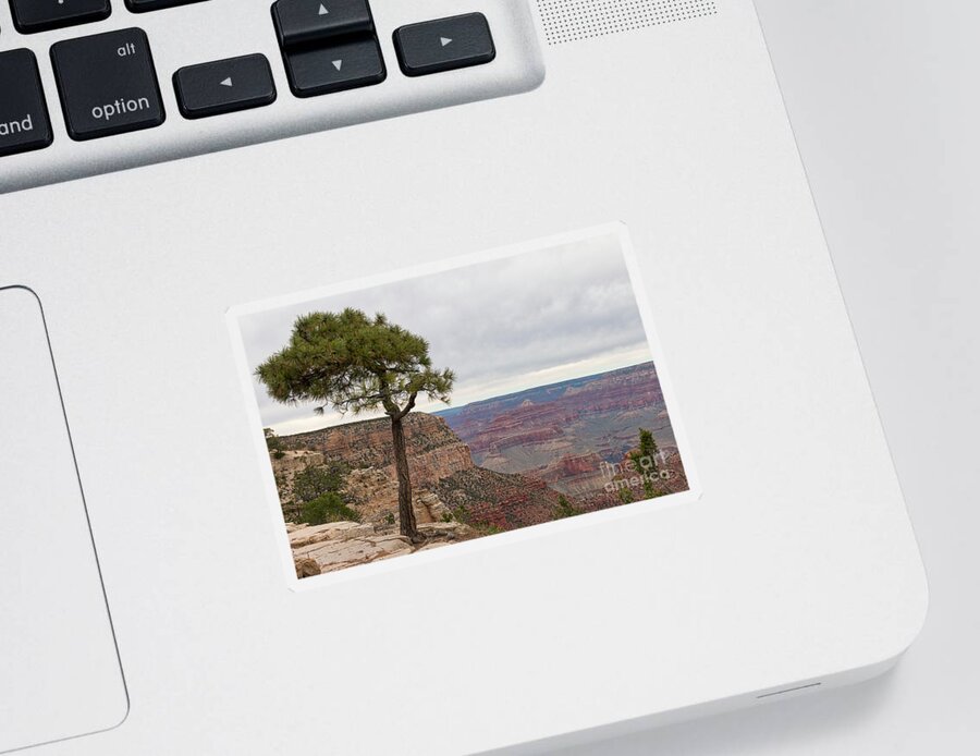 Grand Canyon Sticker featuring the photograph Fearless Tree by Ana V Ramirez