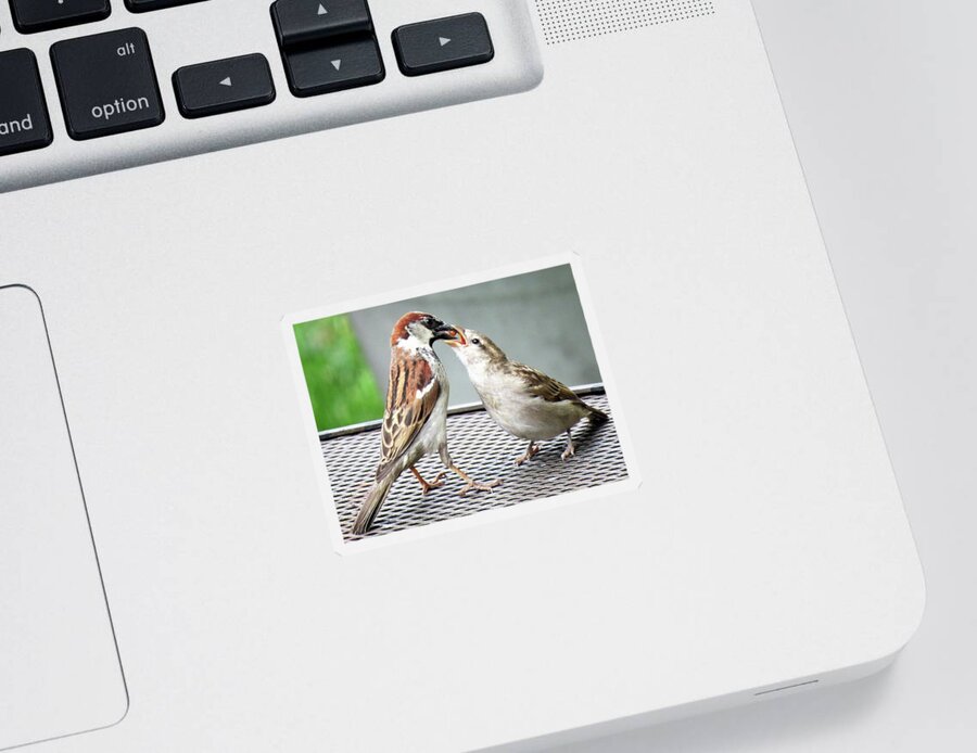 House Sparrows Sticker featuring the photograph Feeding Time by Linda Stern
