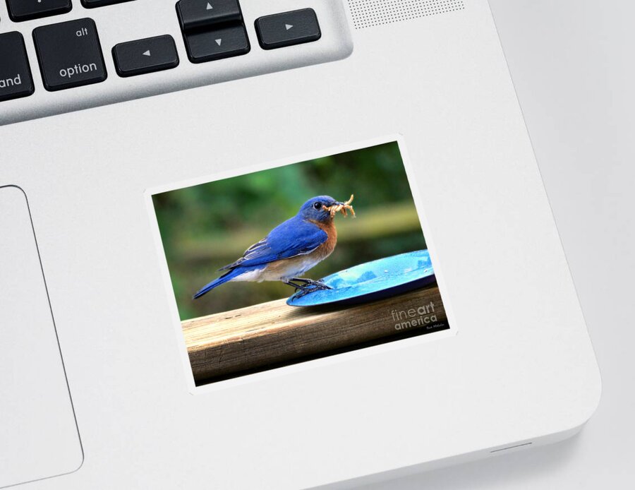 Bluebird Sticker featuring the photograph Feeding Time by Sue Melvin
