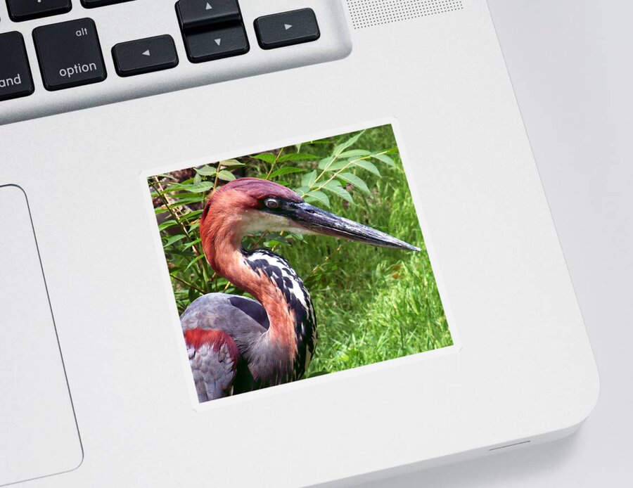 Bird Sticker featuring the photograph Feeling a Bit Peckish by RC DeWinter