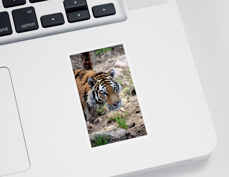 Tiger Sticker featuring the photograph Feline Focus by Angelina Tamez