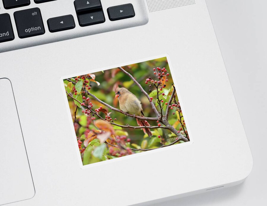 Female Cardinal Sticker featuring the photograph Female Cardinal in the Berries by Kerri Farley