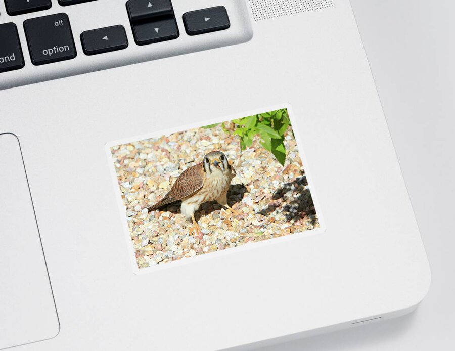 Kestrel Sticker featuring the photograph Female Kestrel Falcon by Shoal Hollingsworth