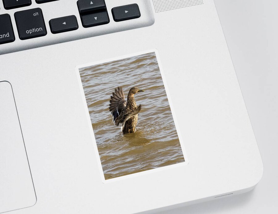 Jan Holden Sticker featuring the photograph Female Mallard by Holden The Moment