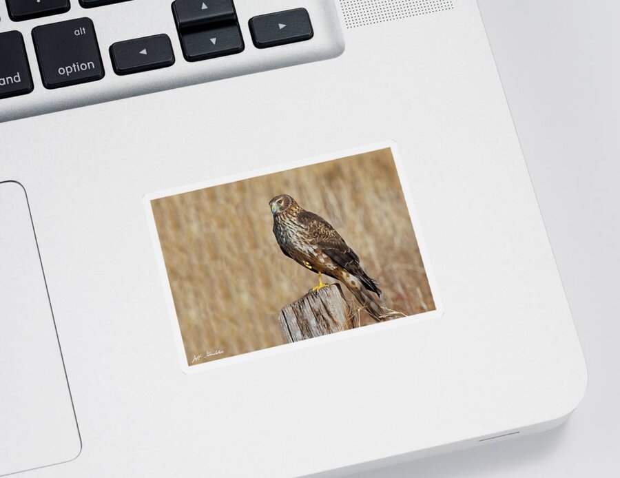 Adult Sticker featuring the photograph Female Northern Harrier Standing on One Leg by Jeff Goulden