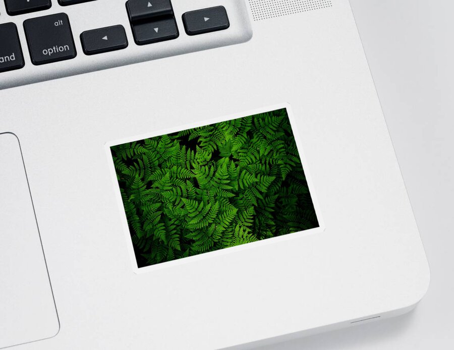 Ferns Galore Sticker featuring the photograph Ferns galore by Lynn Hopwood